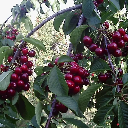 منزل ريفي La Dehesa Casas del Monte