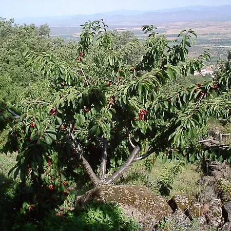La Dehesa * Casas del Monte