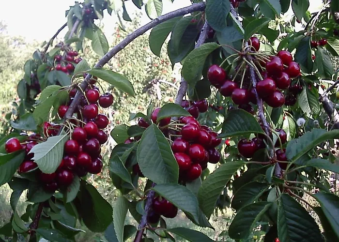 Venkovský dům La Dehesa Casas del Monte